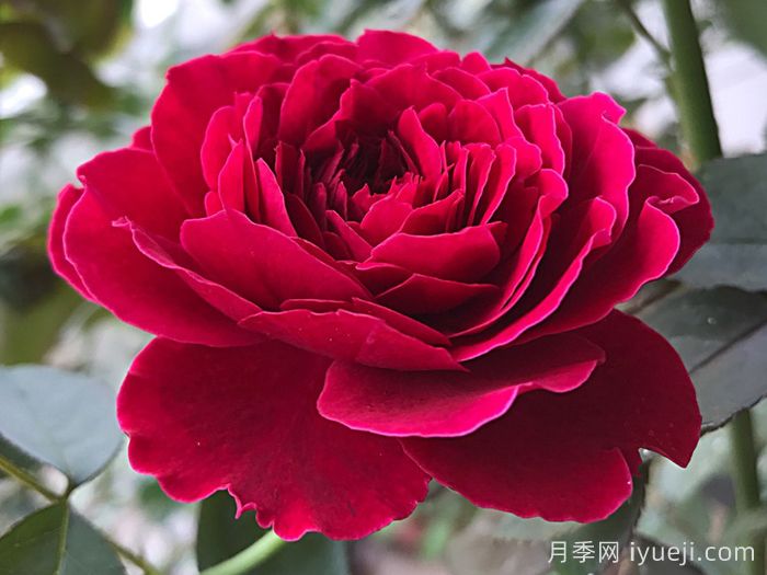 奥德赛月季Odysseia(图1)