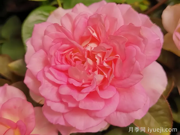 婆罗洲之香月季/假日岛婆罗洲之香Bornéo Odore(图4)