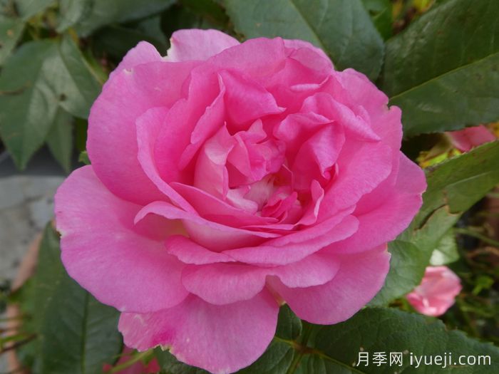 婆罗洲之香月季/假日岛婆罗洲之香Bornéo Odore(图1)