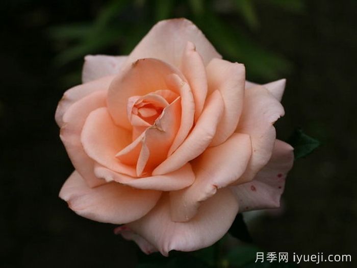 假日岛毛伊月季的优缺点是什么？(图1)