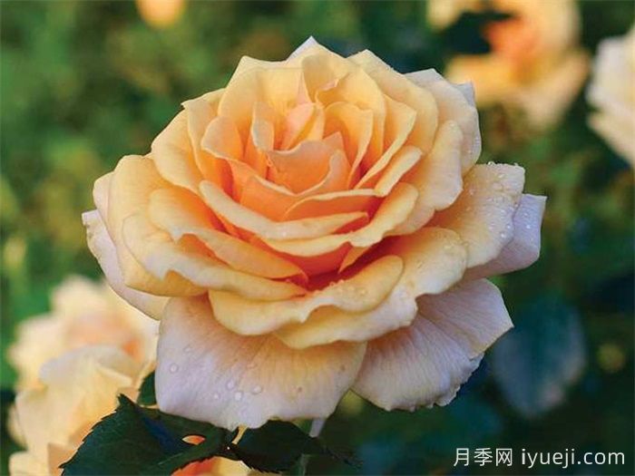 圣特罗佩月季St.Tropez(图1)