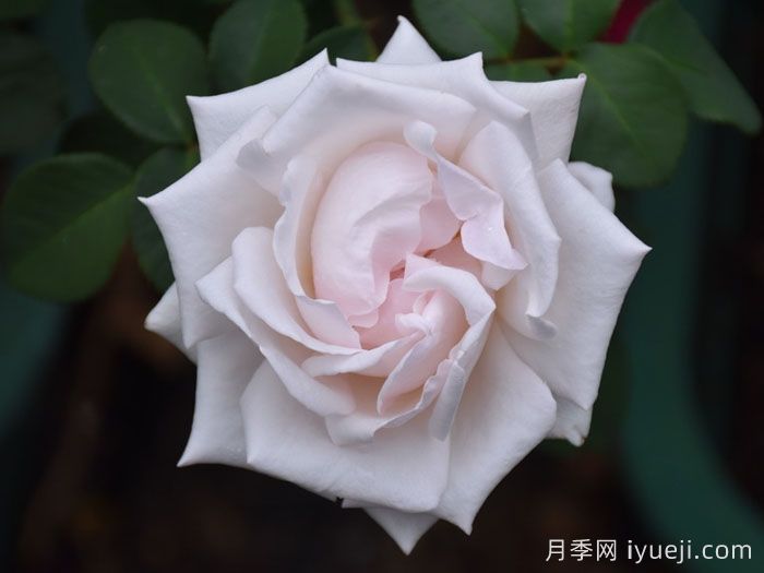 蝴蝶之吻月季/蝶吻/贝尔蒙特玫瑰(英国)Butterfly Kisses(图2)