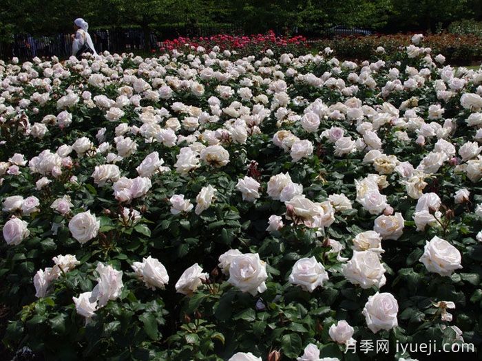 蝴蝶之吻月季/蝶吻/贝尔蒙特玫瑰(英国)Butterfly Kisses(图4)