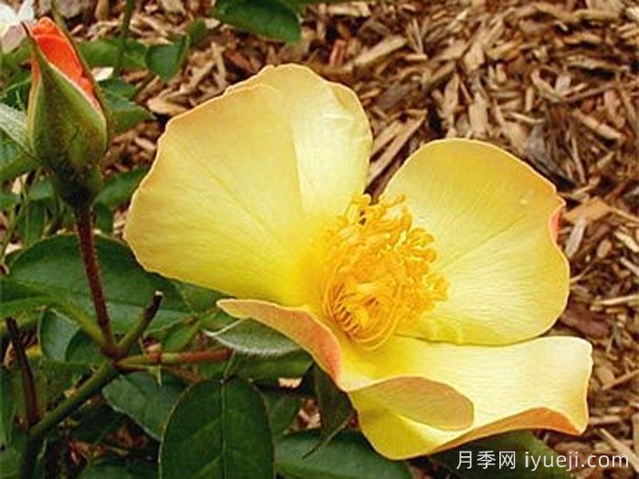 蝴蝶之吻月季/蝶吻(美国)Butterfly Kisses(图1) 蝴蝶之吻月季/蝶吻(美国)Butterfly Kisses(图1)