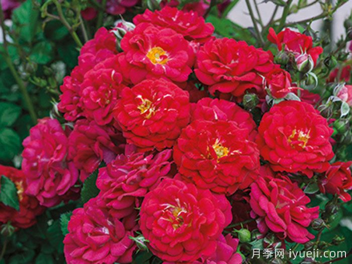 儿童希望月季/孩子的希望月季Childrens Hope(图3)