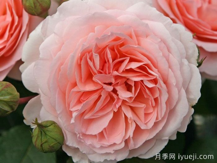 童话魔法月季/极乐芬芳/童话神奇/布利斯香水Fairytale Magic(图3)