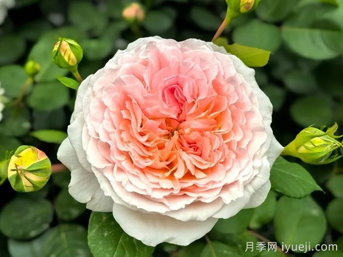 童话魔法月季/极乐芬芳/童话神奇/布利斯香水Fairytale Magic(图4)