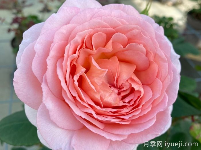 童话魔法月季/极乐芬芳/童话神奇/布利斯香水Fairytale Magic(图5)