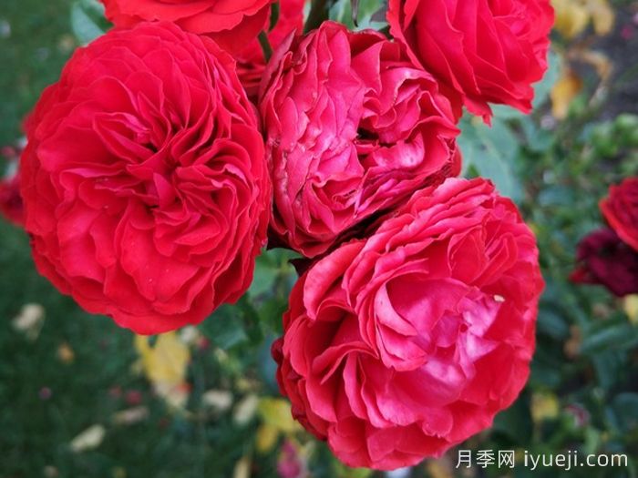 炙热洛可可月季/迪斯科女王月季Hot Rokoko(图3)