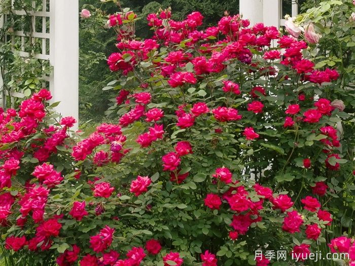 红色重瓣绝代佳人月季/拉德迪科Double Knock Out(图3)