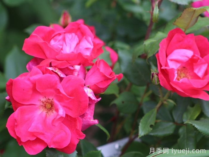 绝代佳人月季Knock Out(图2)