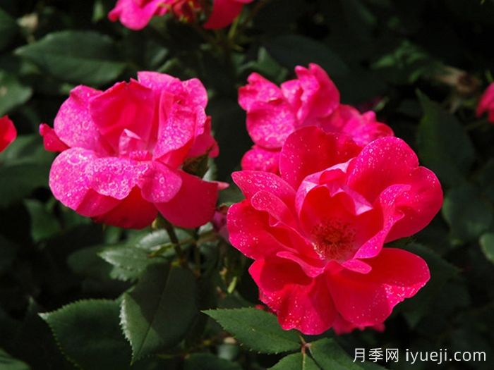 绝代佳人月季Knock Out(图3)