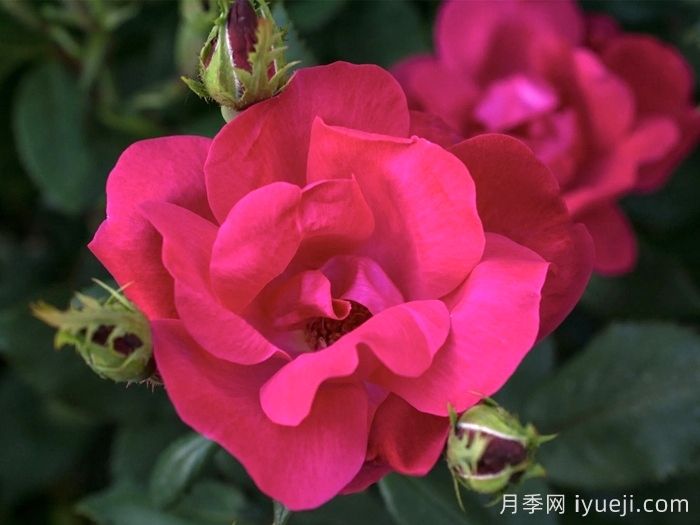 绝代佳人月季Knock Out(图1)