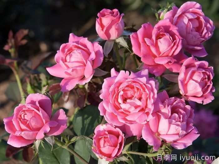 粉色重瓣绝代佳人月季Pink Double Knock Out(图2)