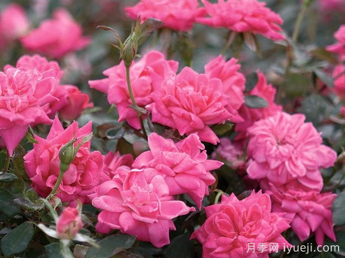 粉色重瓣绝代佳人月季Pink Double Knock Out(图5)