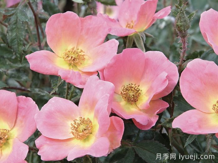 彩虹绝代佳人月季/娇羞绝代佳人Rainbow Knock Out(图1)