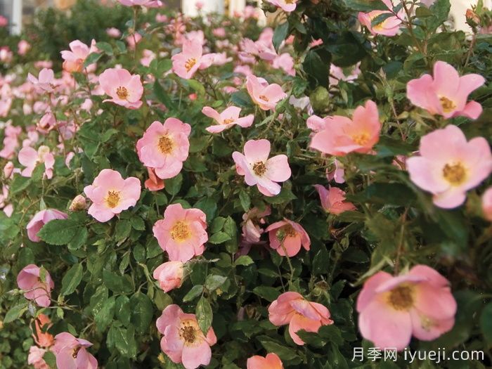 彩虹绝代佳人月季/娇羞绝代佳人Rainbow Knock Out(图3)