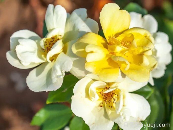 阳光绝代佳人月季/晴朗绝代佳人Sunny Knock Out(图2)