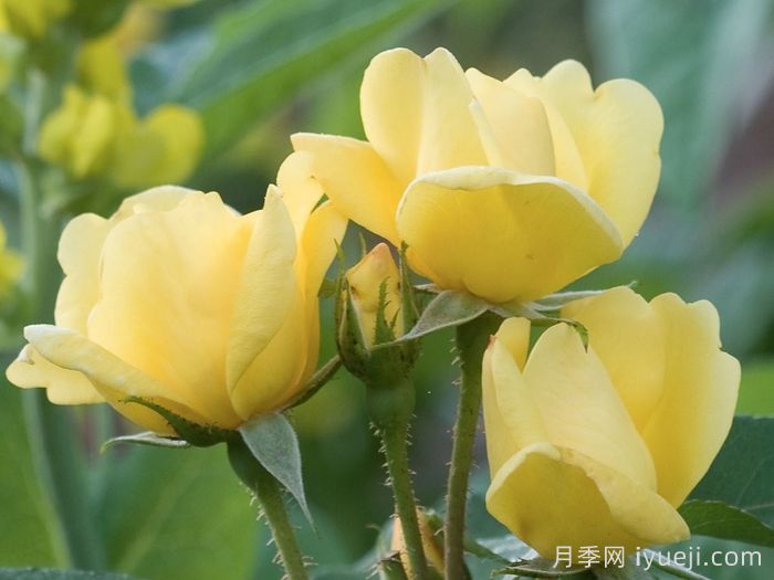 阳光绝代佳人月季/晴朗绝代佳人Sunny Knock Out(图3)