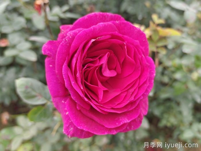 大紫光月季/大紫袍Big Purple(图4)