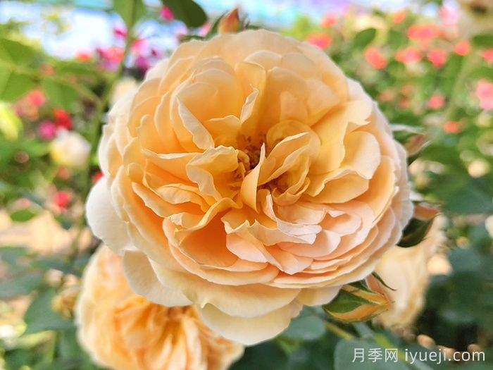 玛格丽特王妃月季Crown Princess Margareta(图2)