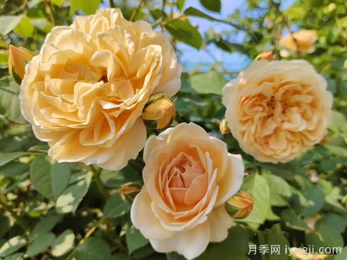 玛格丽特王妃月季Crown Princess Margareta(图3)