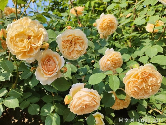 玛格丽特王妃月季Crown Princess Margareta(图4)