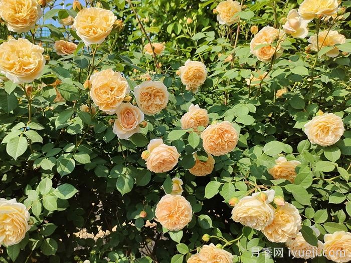 玛格丽特王妃月季Crown Princess Margareta(图5)