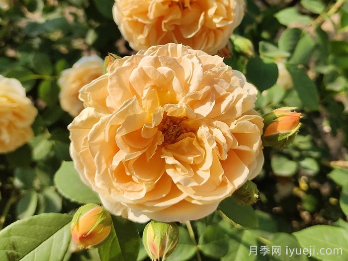 玛格丽特王妃月季Crown Princess Margareta(图6)