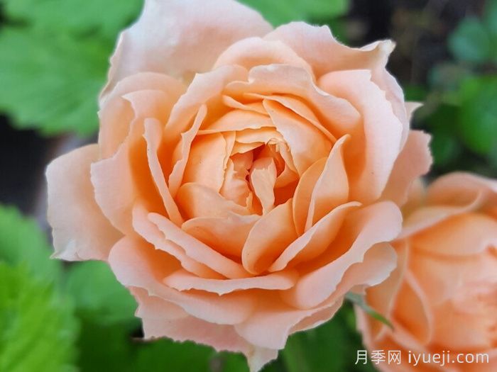 甜梦月季/甜蜜之梦Sweet Dream(图1)