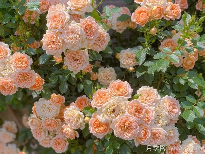 甜梦月季/甜蜜之梦Sweet Dream(图3)