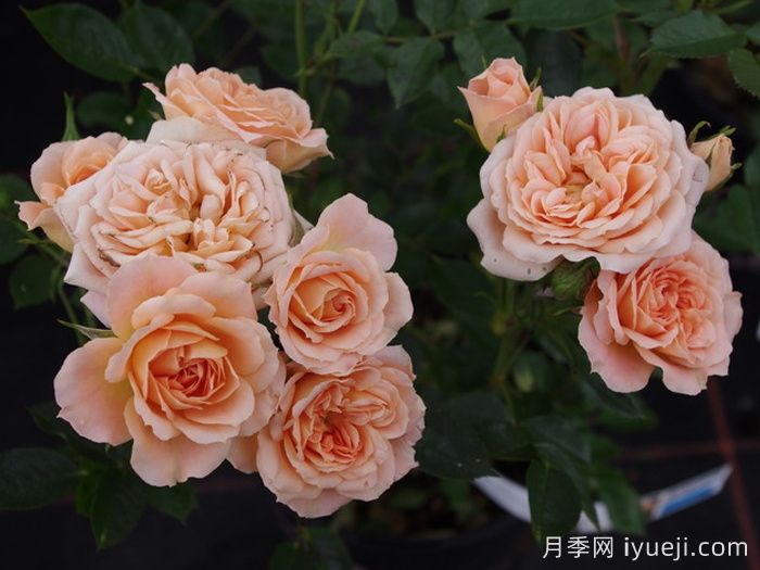 甜梦月季/甜蜜之梦Sweet Dream(图4)