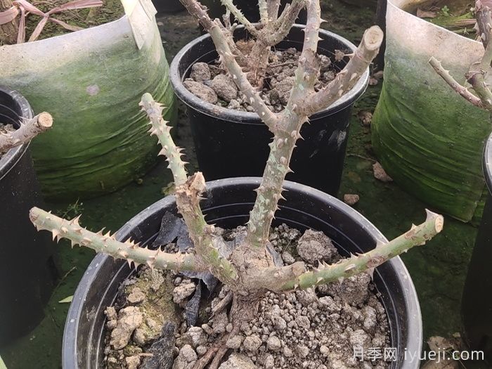 月季花如何修剪？休眠期和生长期区别对待(图1)