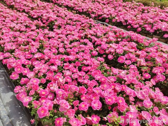 园林绿化中的地被植物有那些？(图1)