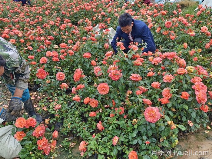 园林绿化中的地被植物有那些？(图2)