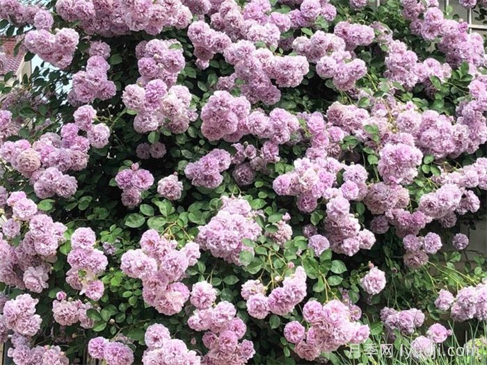 蓝色阴雨月季Rainy Blue(图5)