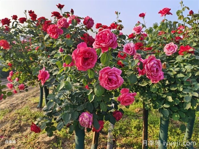 树状月季花如何养护才能长久盛开？(图2)