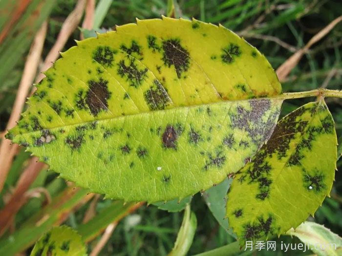 月季黑斑病用哪种药最有效？(图1)