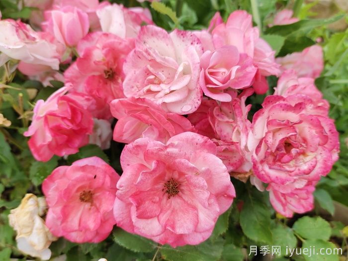 藤本樱霞月季Sakuragasumi(图1)