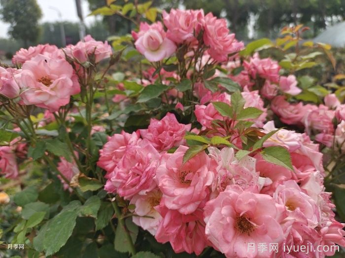 藤本樱霞月季Sakuragasumi(图4)