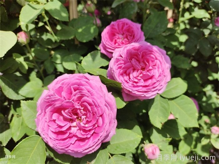 藤本蓝月亮月季Blue Monday(图3)