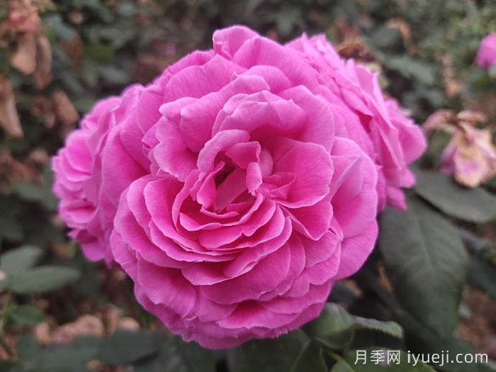 藤本蓝月亮月季Blue Monday(图4)