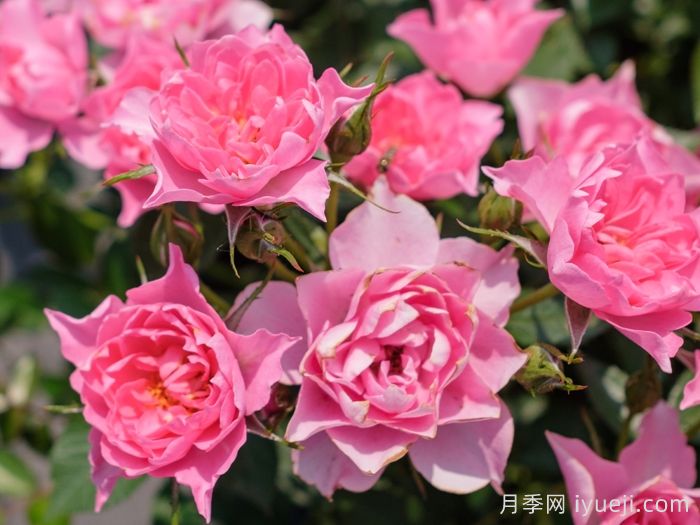 小蝉娟月季(图1)