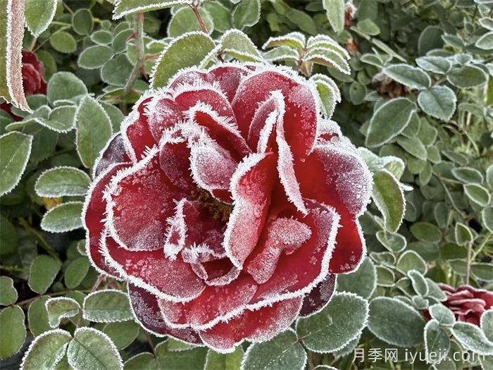 1月份月季养护指南，月季过冬大挑战(图1)