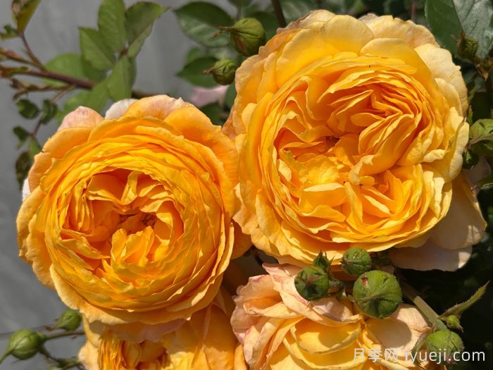 南瓜酥月季(图4)