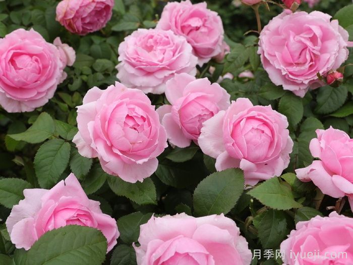 花想容月季(图3)
