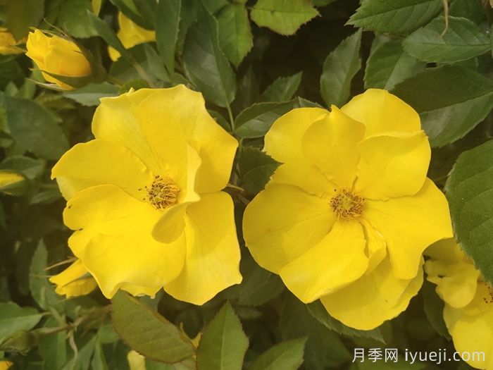 金玛丽月季/金玛莉月季Goldmarie(图1)