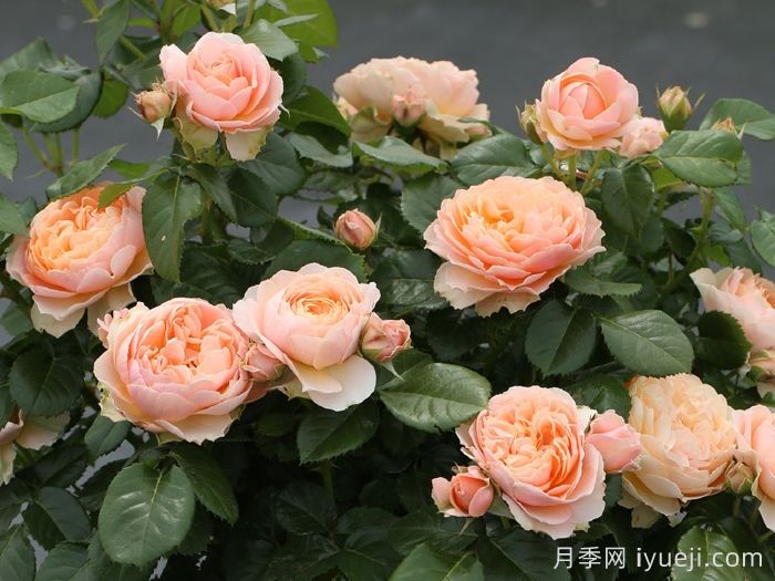 杏色露台月季Abricot Terrazza(图2)