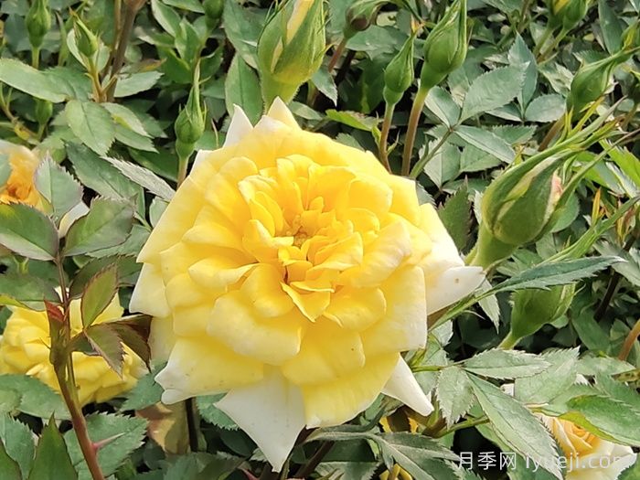 金太阳月季Gold Sun(图1)
