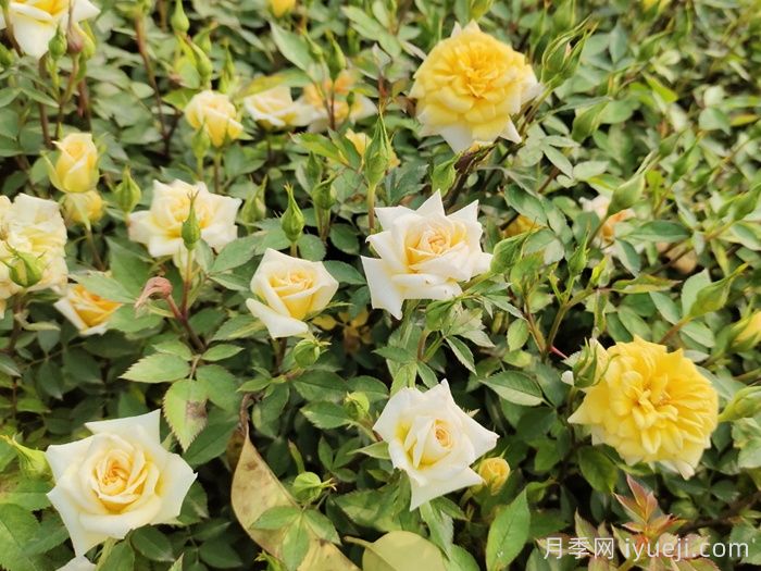 金太阳月季Gold Sun(图3)